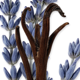 Several pods of dried vanilla beans are arranged before sprigs of fresh lavender with vibrant blue-purple flowers, all set against a white background—an enticing presentation that evokes the oriental floral notes found in Parfums de Marly Layton 4.2oz EDP Man Perfume by Parfums De Marly Perfumes.